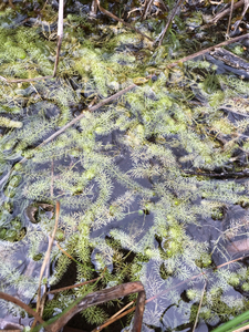 Photo By: Stephen M. Young. Photo taken: Seneca County, NY on 11 September 2019